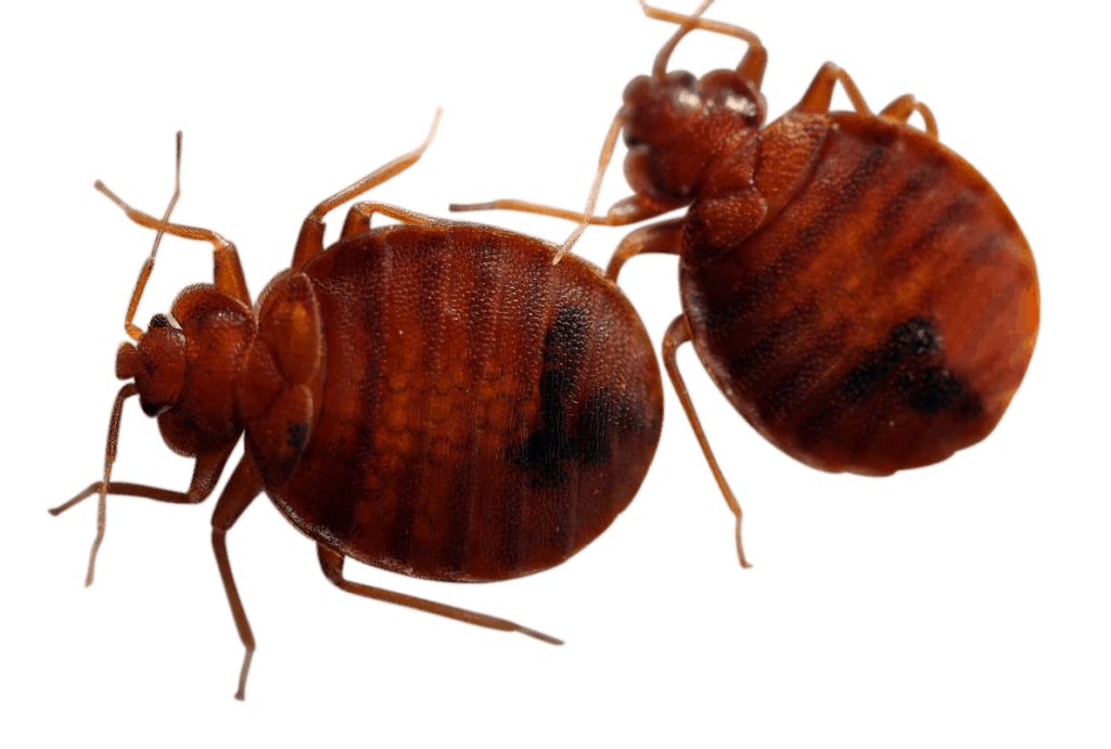 Bed Bug Identification HeatRx Bed Bug Exterminator