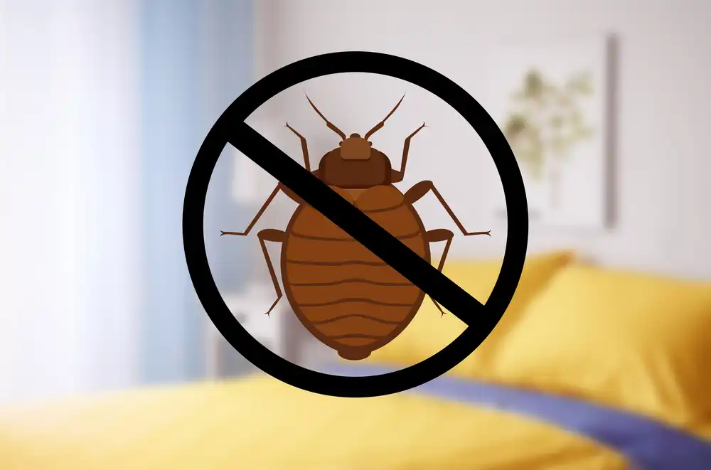 Best Ways To Treat Bed Bugs In Sacramento California Heat Rx
