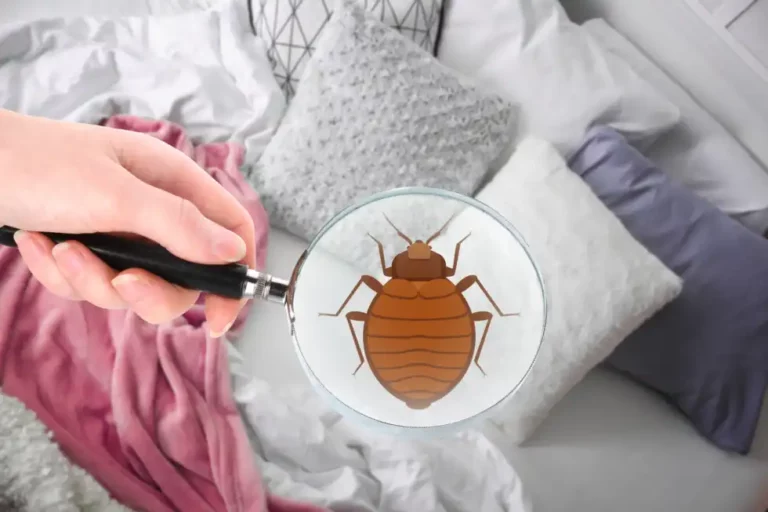 Guide to Prepare Your Home for Bed Bug Treatment