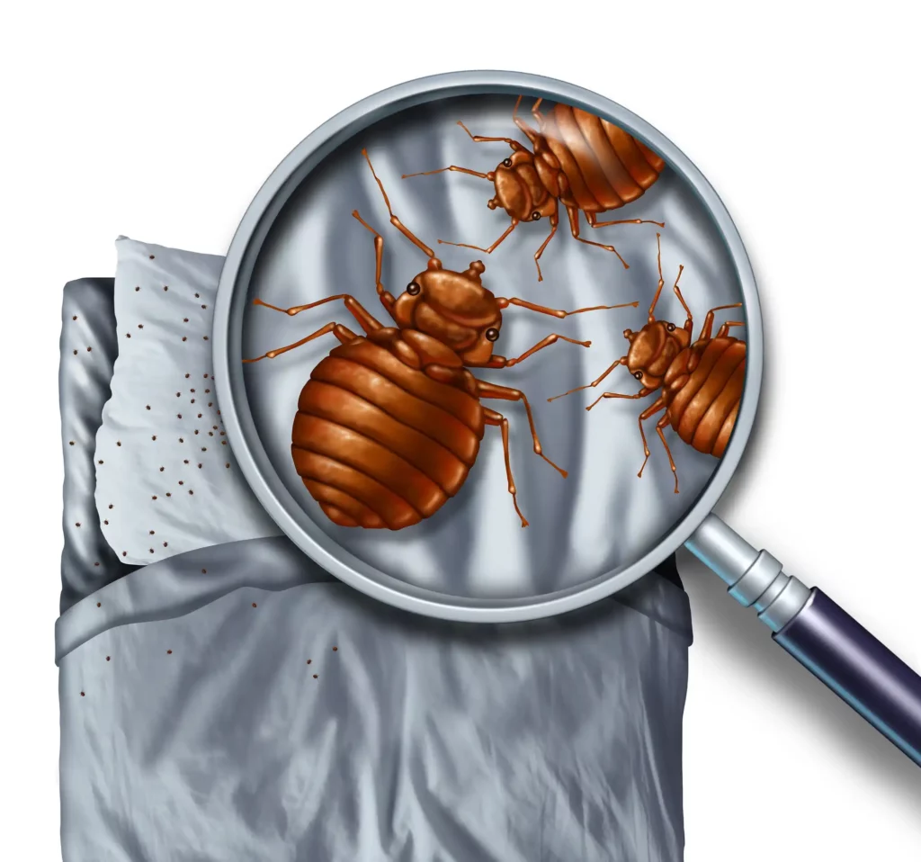 1_HeatRX_How-to-Prepare-for-Bed-Bug-Treatment_Tips-from-Experts_IMAGE3