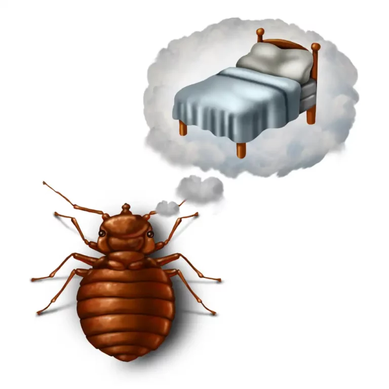 What Attracts Bed Bugs To Your Home?