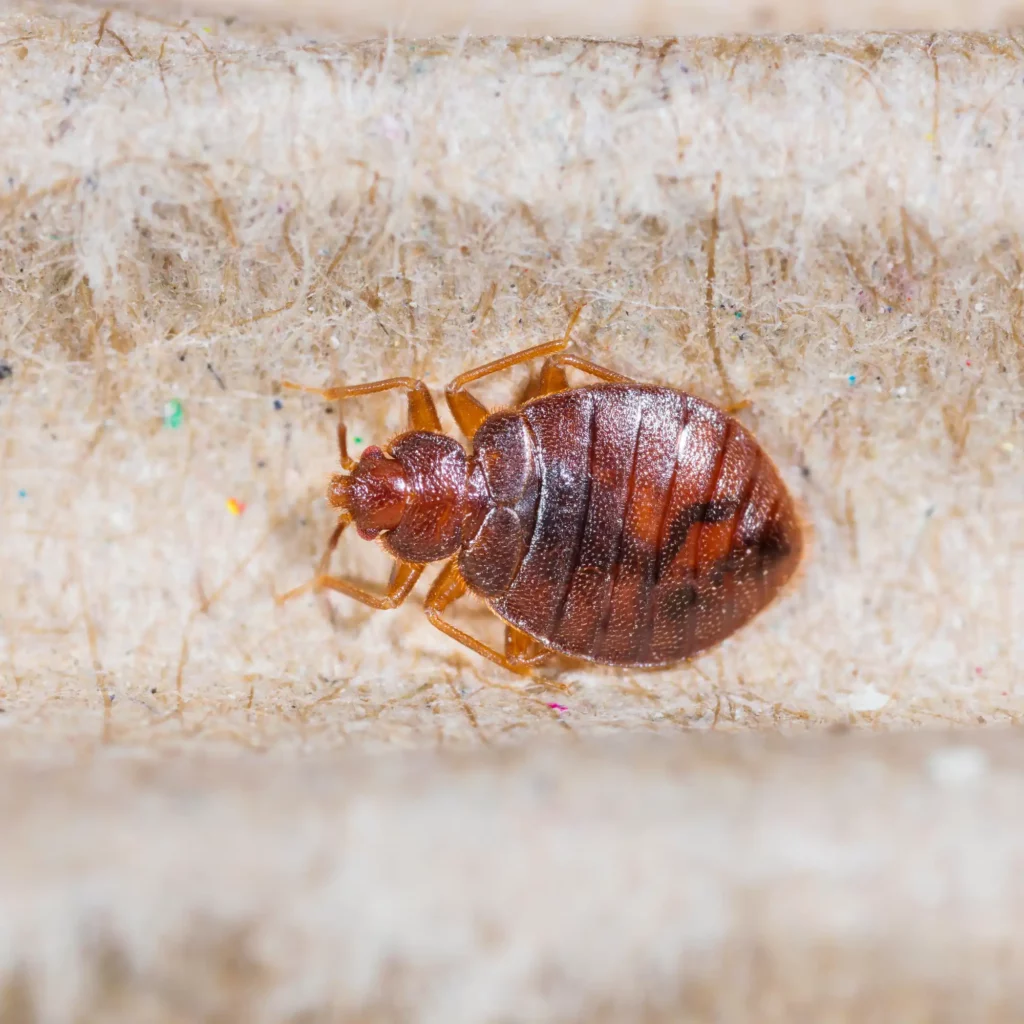 1_HeatRX_What-Attracts-Bed-Bugs-To-Your-Home_IMAGE1