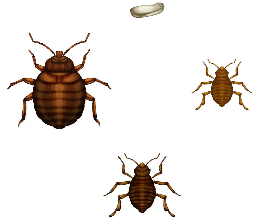 2_HeatRX_Are-Bed-Bugs-a-Summer-Pest-Problem_IMAGE1