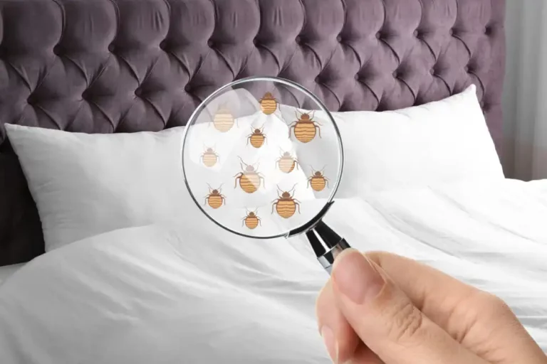 Tips on Getting Rid of Bed Bugs Permanently