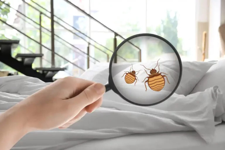 Will You Know You Have Bed Bugs Immediately?