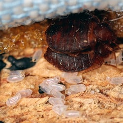 Bed-Bug-Eggs