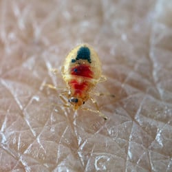 bed-bug-nymph-on-skin
