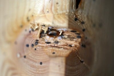 oakland-bed-bugs-exterminator