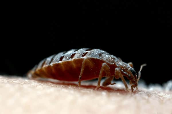 Bed-Bug-on-background-black