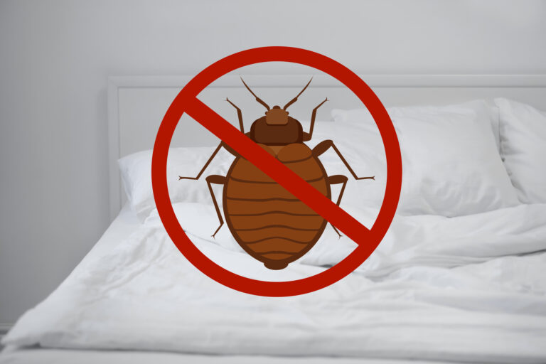 Early Signs of Bed Bug Infestation