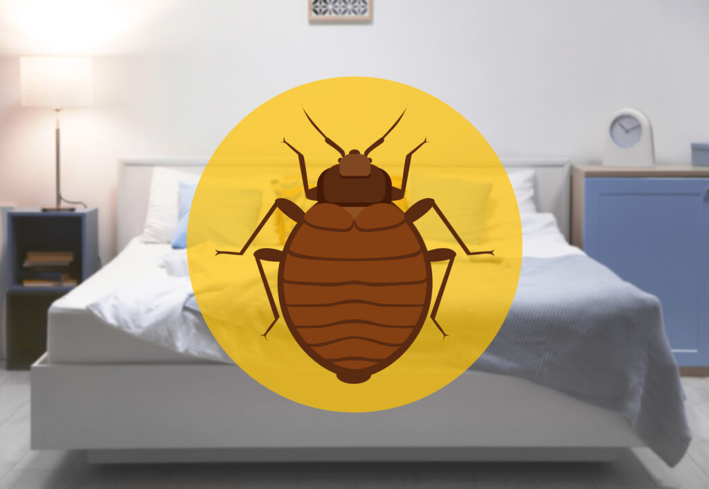 treatment to kill bed bugs san francisco