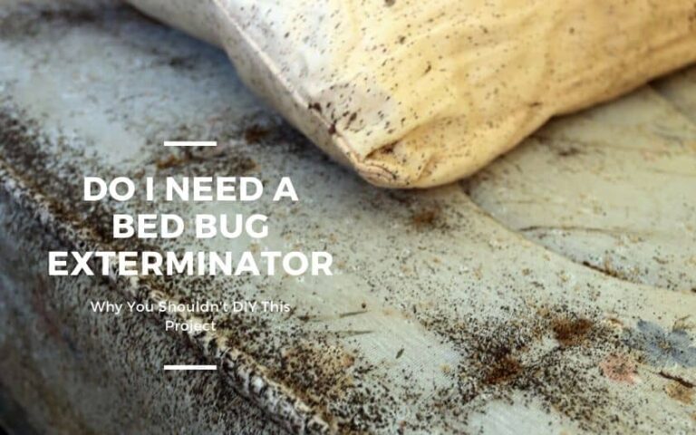 Do I Need A Bed Bug Exterminator?