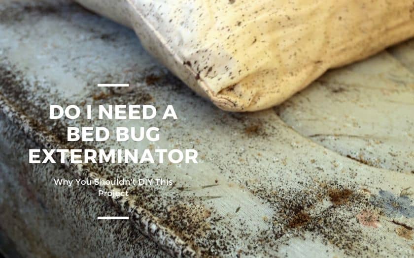 Are-bed-bugs-pesticide-free_