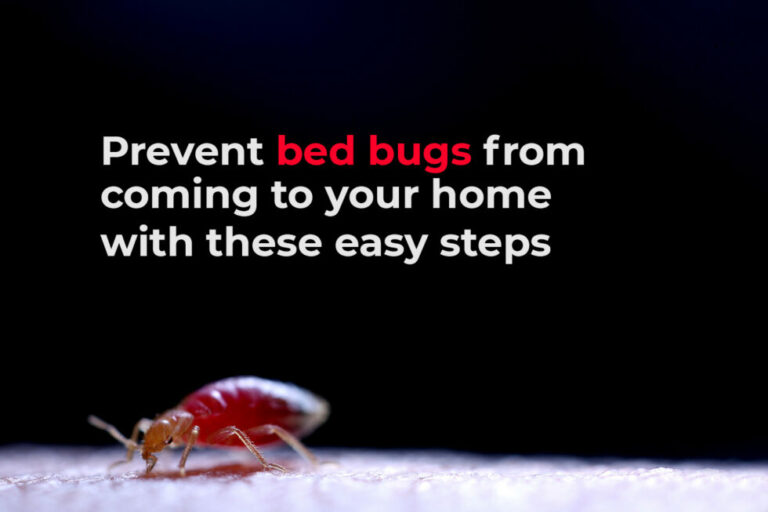 How to Prevent Bed Bugs From Coming To Your Home