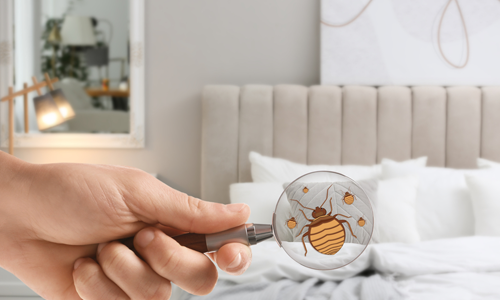 Bed bugs are challenging to detect when they are active.