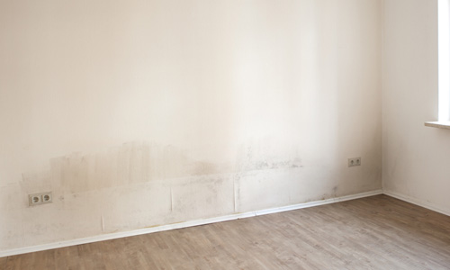 Find small dark spots on walls and furniture.