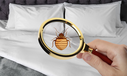 Identify if the room has a bed bug infestation.