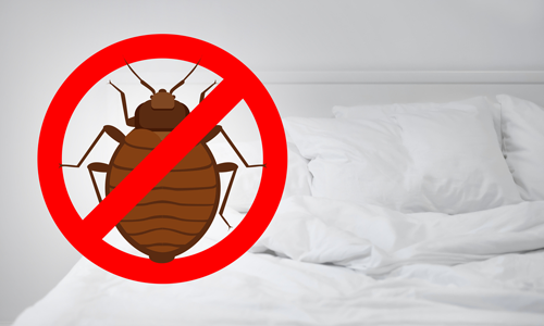 Know when to and when not to use DIY techniques to eliminate bed bugs.