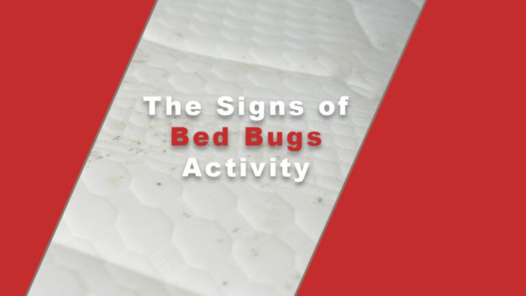 The Signs of Bed Bugs Activity