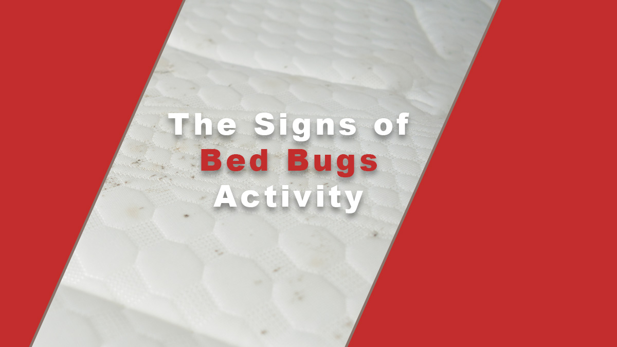 The Signs of Bed Bugs Activity