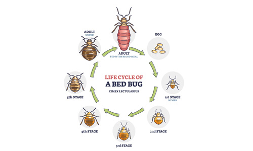 The Transformation of a Bed Bug