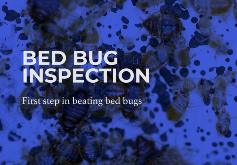 Bed Bug Inspection: The First Step