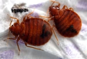 san-francisco-bed-bugs-exterminator