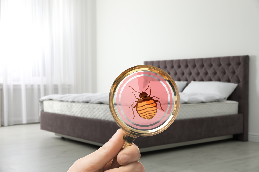 detecting bed bugs with magnify in san jose ca