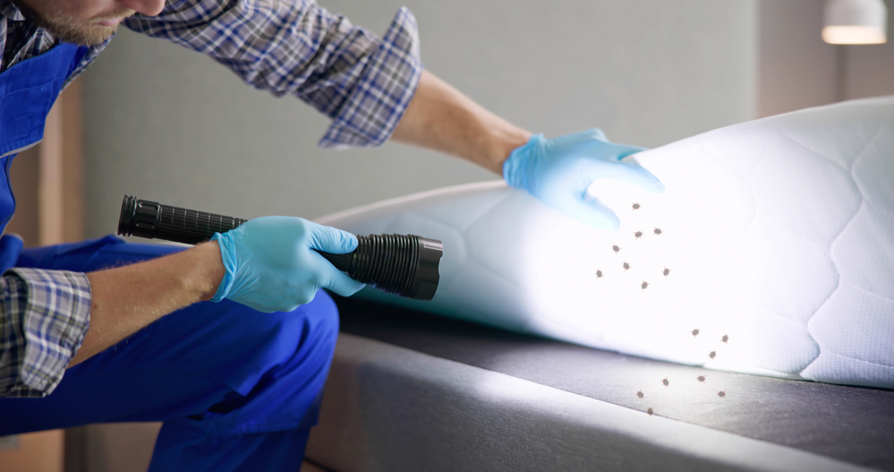 san jose Bed Bug Infestation And Treatment Service. Bugs Extermination