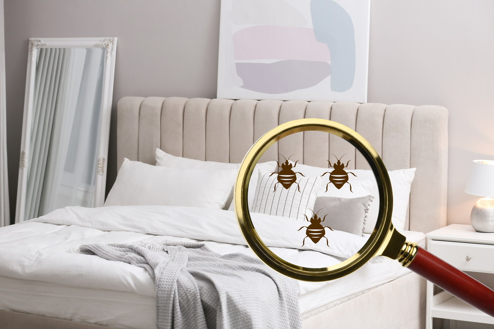 detecting bed bugs in san francisco
