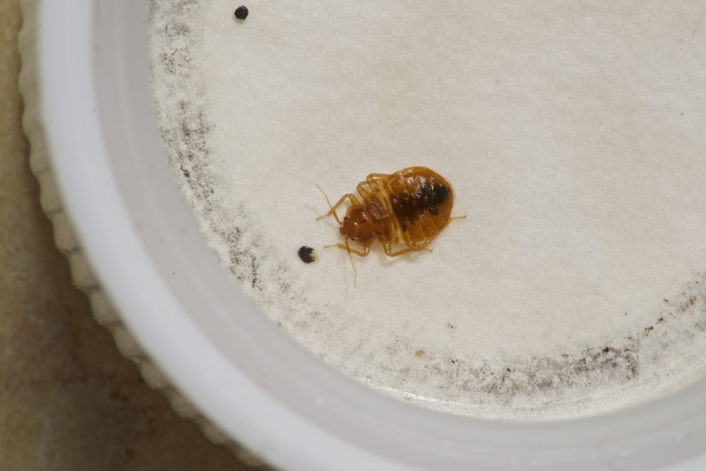 bed bugs in home san jose ca