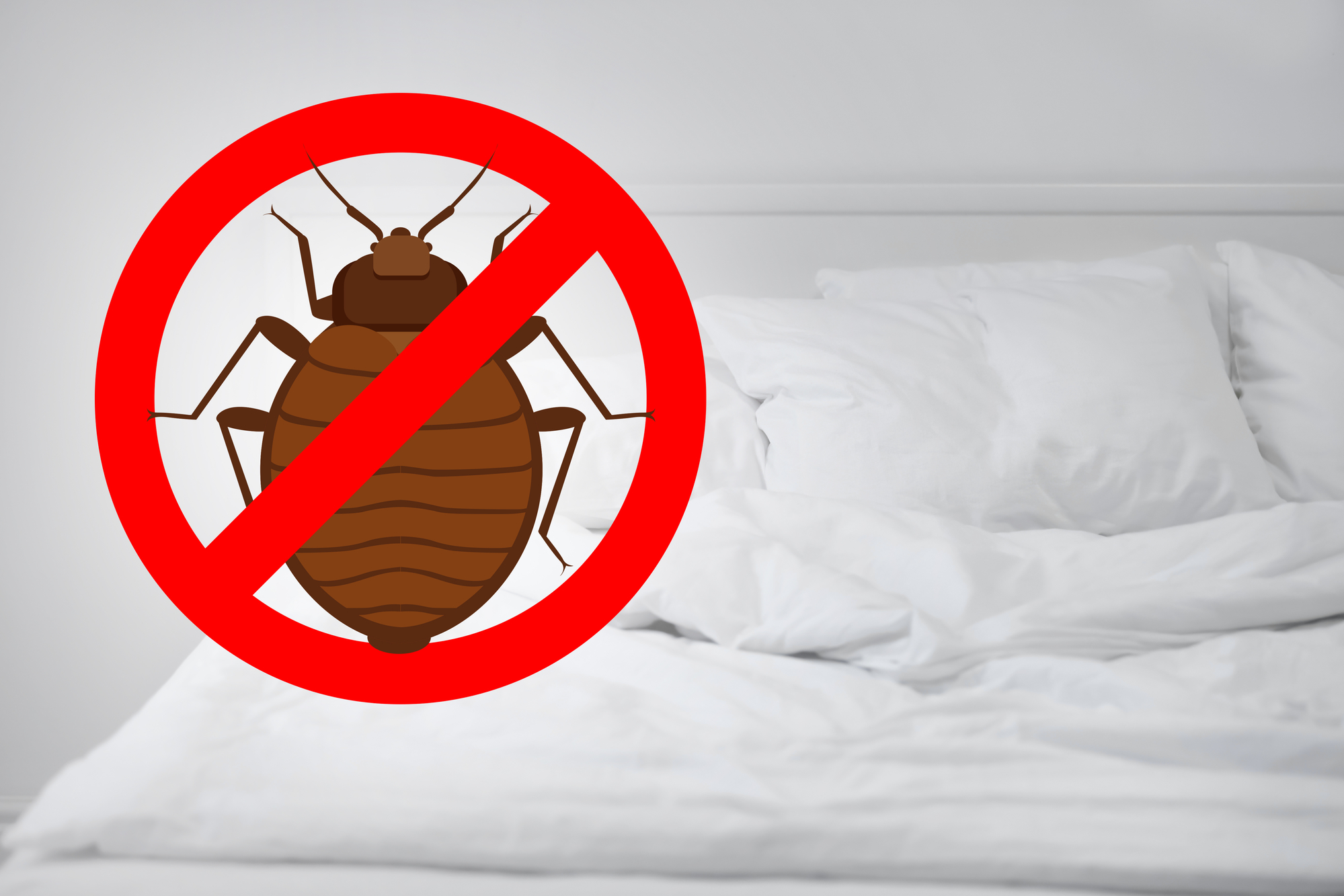 bed bug free in san jose ca