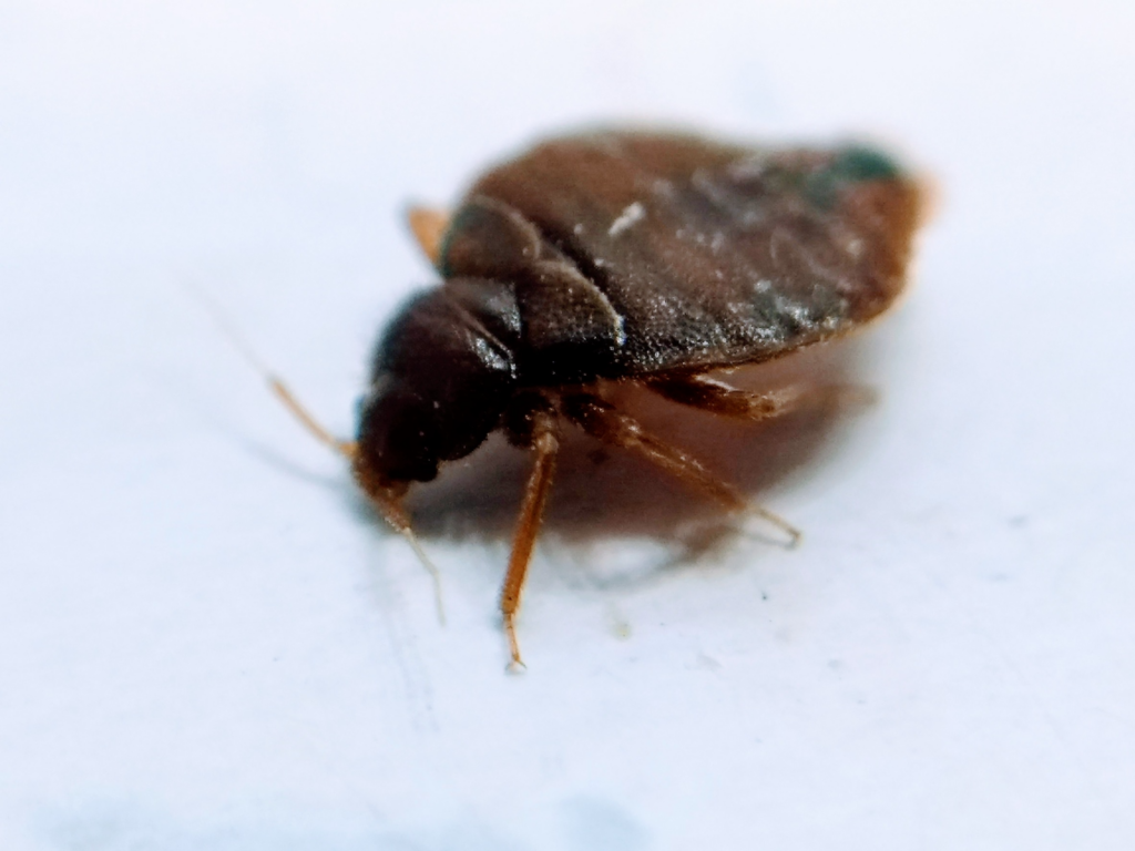 treatment for bed bugs in san jose