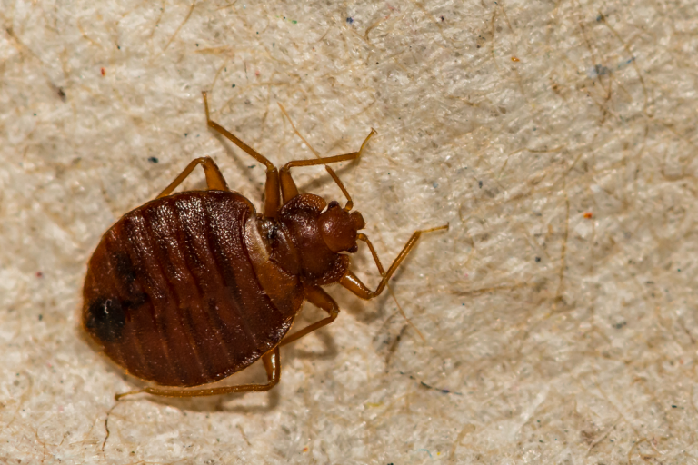 Bed Bug Bites Pictures, Symptoms: What Do They Look Like?