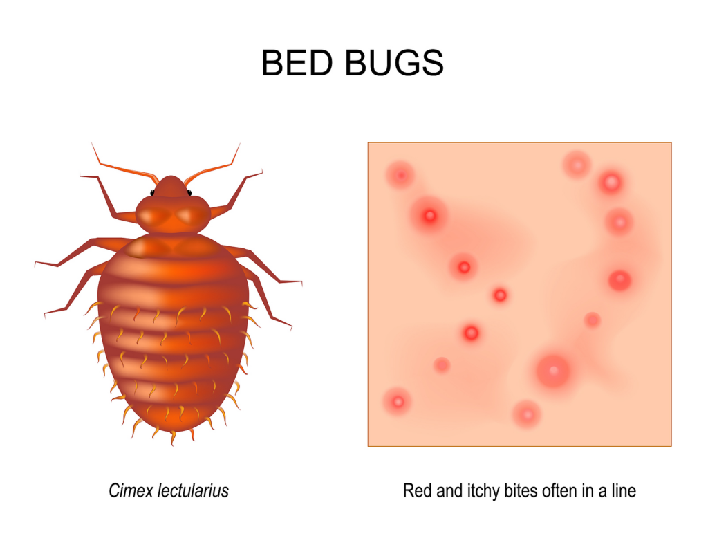 bed bugs cycle in san francisco