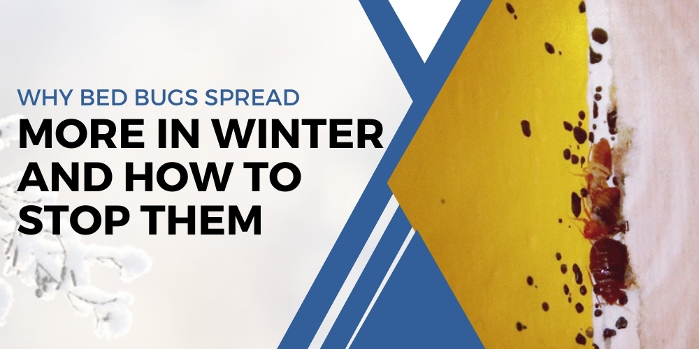 Why Bed Bugs Spread More in Winter and How to Stop Them