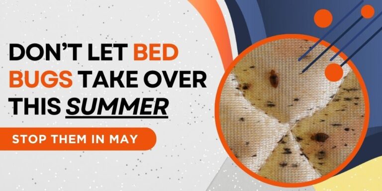 Dont Let Bed Bugs Take Over This Summer—Stop Them in May (featured image)