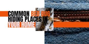 Common Bed bug Hiding Places in your Home